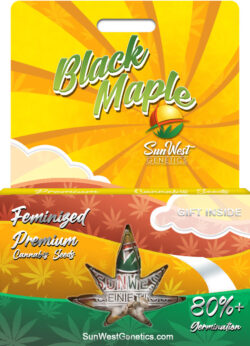 Black Maple Strain Feminized