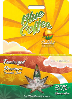 Blue Coffee Strain Feminized