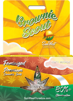 Brownie Scout Strain Feminized