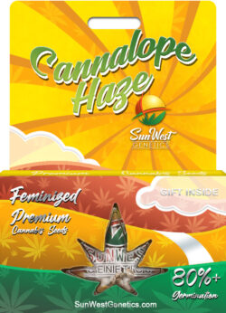 Cannalope Haze Feminized