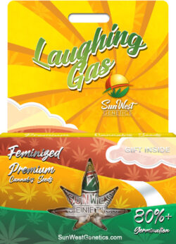 Laughing Gas Strain Feminized