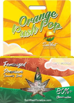 Orange Push Pop Strain Feminized