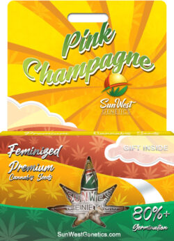 Pink Champagne Strain Feminized