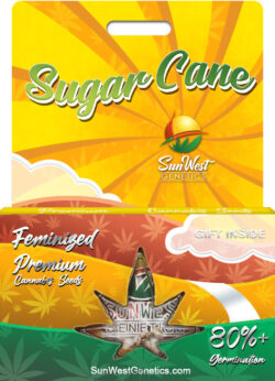 Sugar Cane Strain Feminized