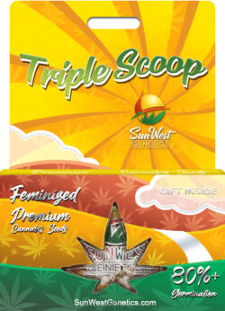 Triple Scoop Strain Feminized