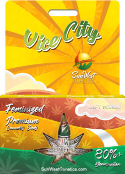 Vice City Strain Feminized