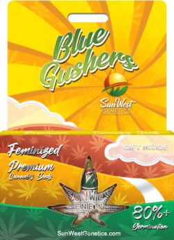 Blue Gushers Strain Feminized