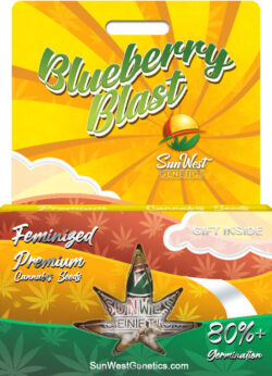 Blueberry Blast Strain Feminized