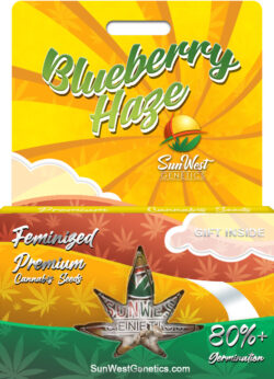 Blueberry Haze Feminized