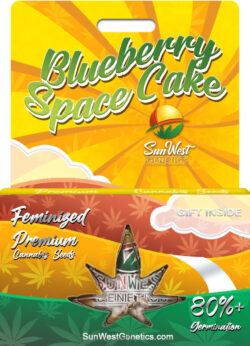 Blueberry Space Cake Strain Feminized