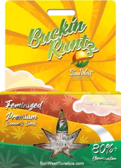 Buckin Runtz Strain Feminized