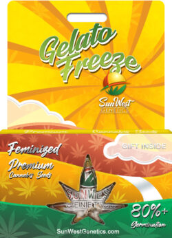 Gelato Freeze Strain Feminized