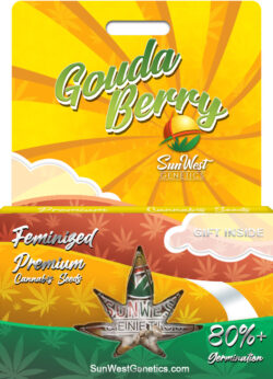 Gouda Berry Strain Feminized