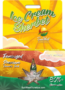 Ice Cream Sherbet Strain Feminized