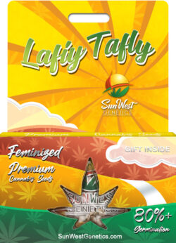 Lafiy Tafly Strain Feminized