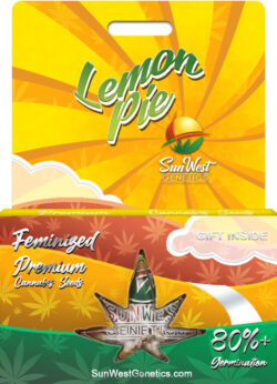 Lemon Pie Strain Feminized