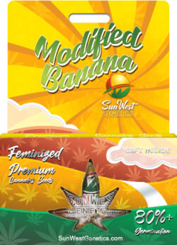 Modified Banana Strain Feminized