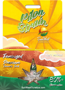 Pilon Strain Feminized