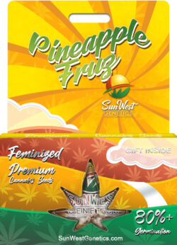 Pineapple Fruz Strain Feminized