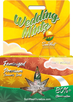 Wedding Mintz Strain Feminized