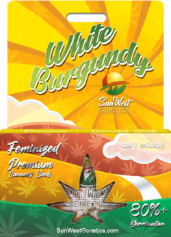 White Burgundy Strain Feminized