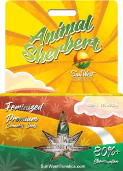 Animal Sherbert Strain Feminized