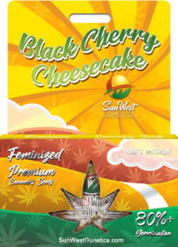 Black Cherry Cheesecake Strain Feminized