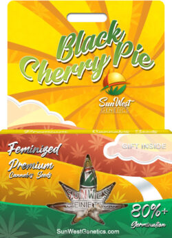 Black Cherry Pie Strain Feminized