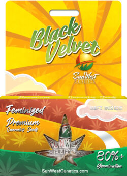 Black Velvet Strain Feminized
