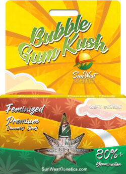 Bubble Gum Kush Feminized