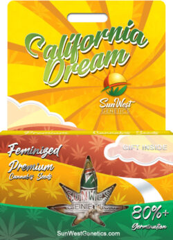 California Dream Strain Feminized