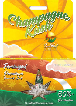 Champagne Kush Feminized