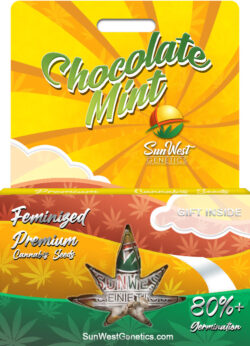 Chocolate Mint Strain Feminized