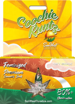 Coochie Runtz Strain Feminized