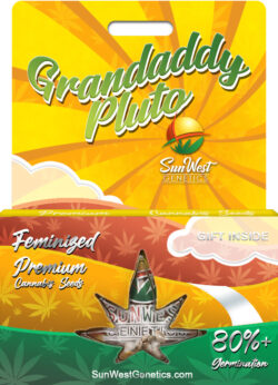 Grandaddy Pluto Strain Feminized