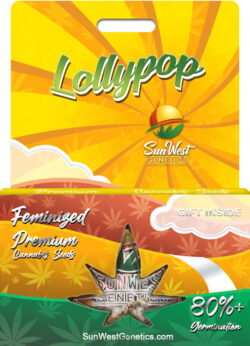 Lollypop Strain Feminized