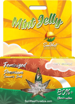Mint Jelly Strain Feminized