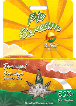 Pie Scream Strain Feminized