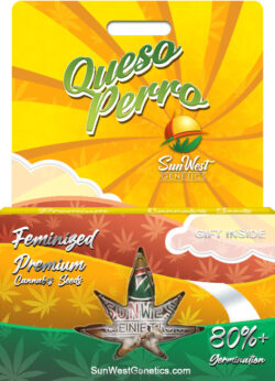 Queso Perro Strain Feminized