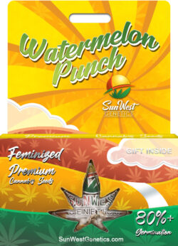 Watermelon Punch Strain Feminized