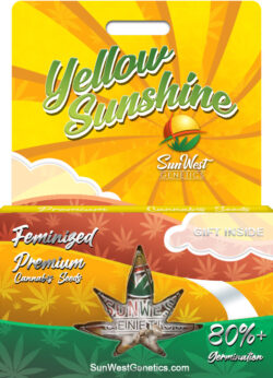 Yellow Sunshine Strain Feminized