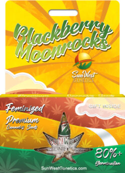 Blackberry Moonrocks Strain Feminized