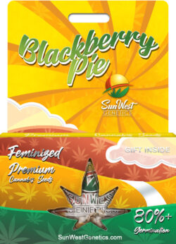 Blackberry Pie Strain Feminized