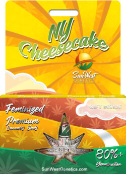 NY Cheesecake Strain Feminized