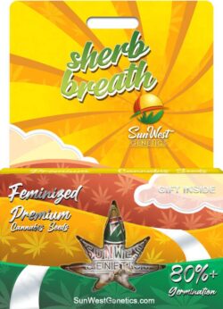 Sherb Breath Strain Feminized