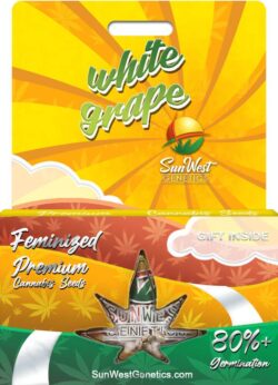 White Grape Strain Feminized