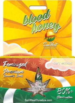Blood Honey Strain Feminized
