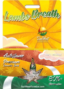 Lambs Breath Autoflower