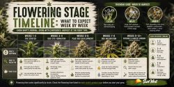 cannabis flowering stage timeline