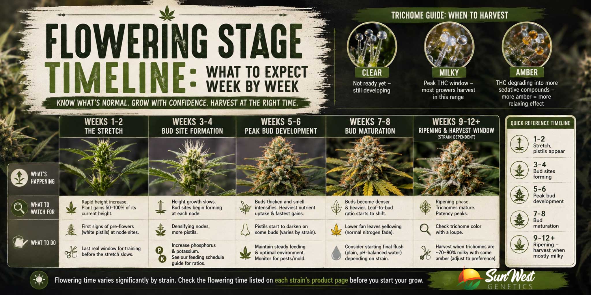 cannabis flowering stage timeline